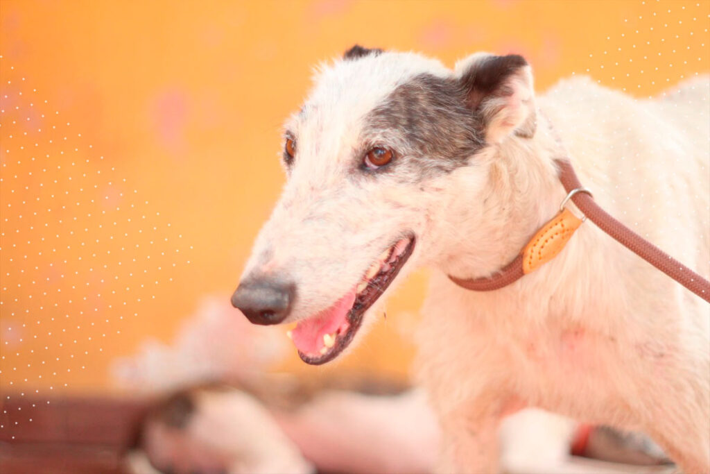 Semana de la raza: Ayuda a los perritos de Fundación Galgo