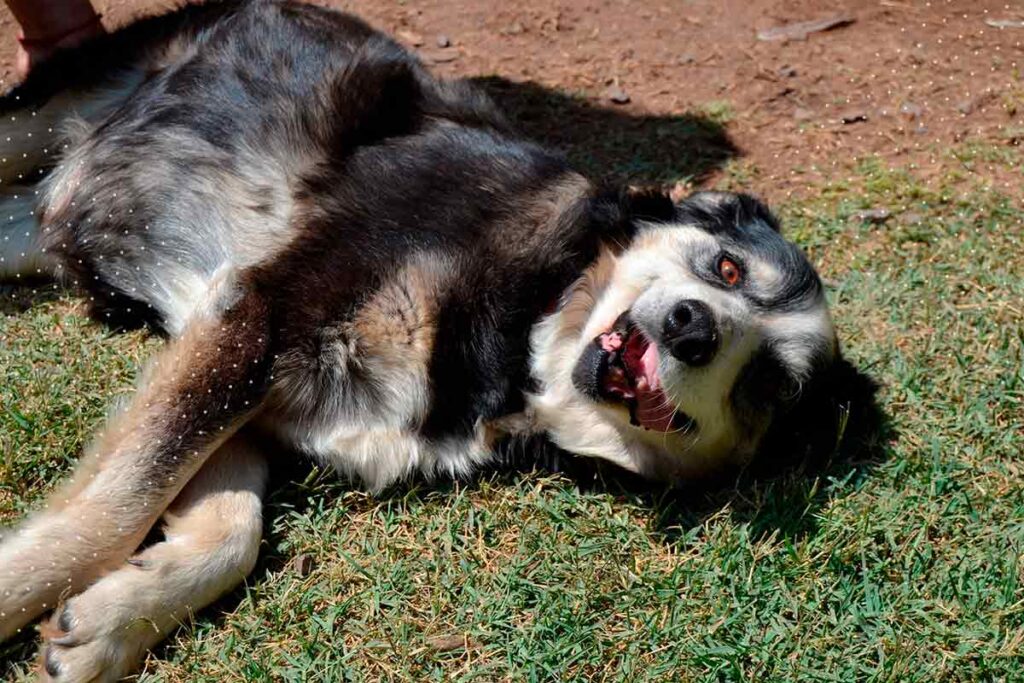 Semana de la raza: Conoce el trabajo de Fundación Huella Animal