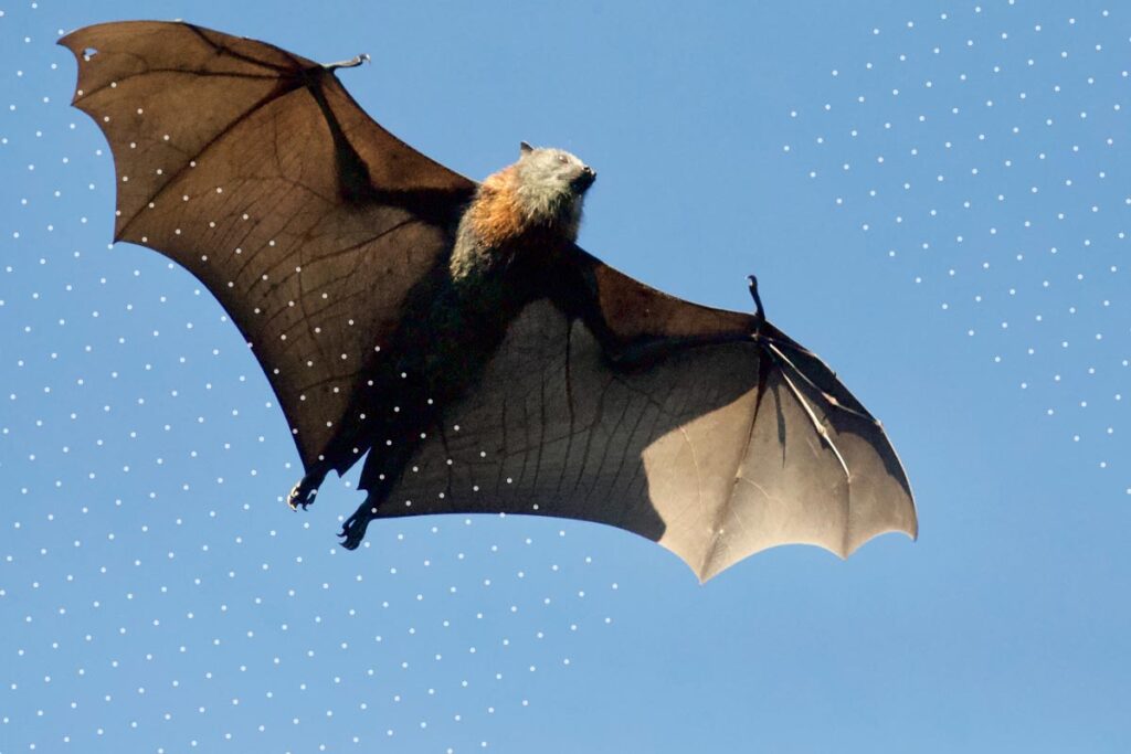 ¿Qué hacían los murciélagos volando en la zona oriente de Santiago?